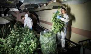 Cannabis plants being cleared from the disused bunker.