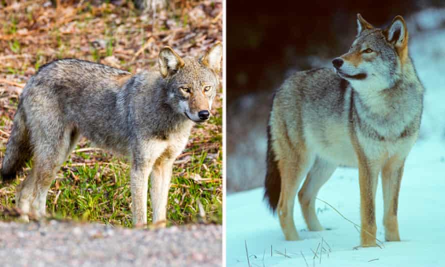 Giminaičiai: kairėje rytinis kojotas;  dešinėje rytų Kanados vilkas.