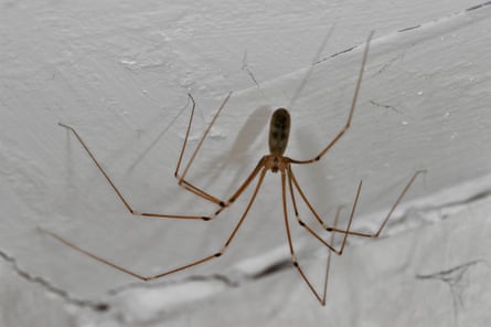 A cellar spider hanging from a ceiling.