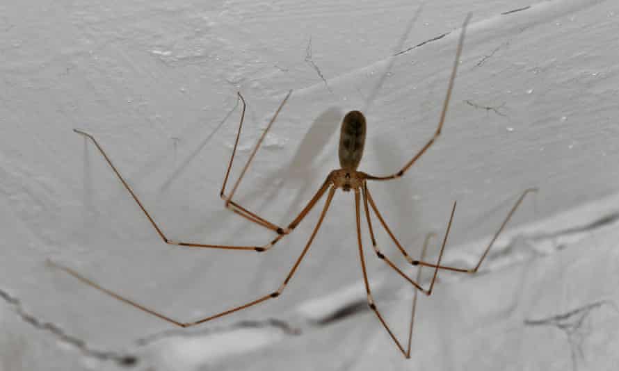 Cellar spider, or daddy longlegs, on ceiling