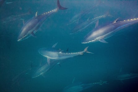 Bluefin tunas swimming around a fishermen’s net during near the Spanish coast.