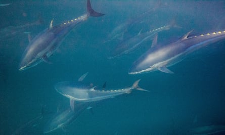 Traditional bluefin tuna fishing off the coast of Spain