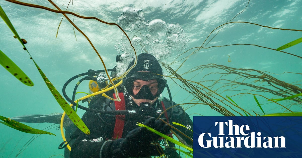 ‘Amazing’: how to grow a meadow in the sea