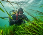‘Amazing’: how to grow a meadow in the sea