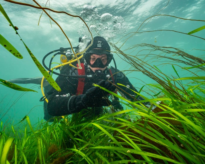 ‘Amazing’: how to grow a meadow in the sea