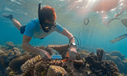Simpson Reef Loop Scientists’ experiment is ‘beacon of hope’ for coral reefs on brink of ...
