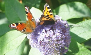 Amy Glasman captured these two butterflies on the buddleia plant outside her window.