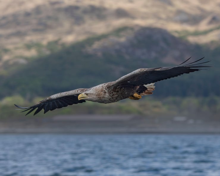 Police investigate after white-tailed eagles go missing across UK Police investigate after white-tailed eagles go missing across UK