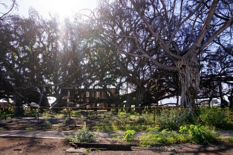 Charred banyan tree in front of the remains of the Old Lahaina Courthouse
