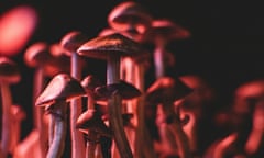 mushrooms in red light