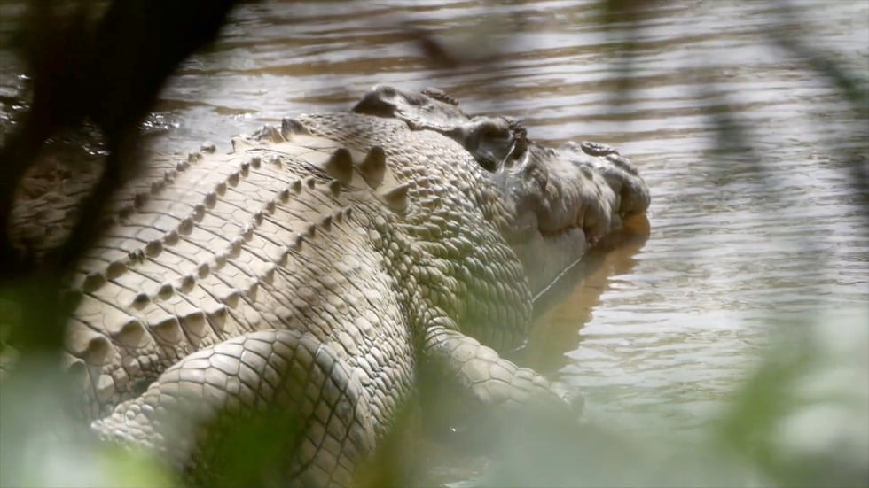 Massive crocodile taken to Steve Irwin’s Australia Zoo despite traditional owners’ anger over removal Massive crocodile taken to Steve Irwin’s Australia Zoo despite traditional owners’ anger over removal