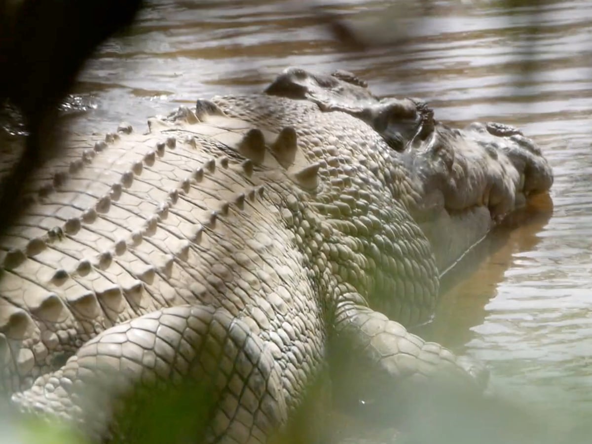 Crocodile made famous by Steve Irwin 'wrongfully arrested' and should be returned to wild, traditional owners say | Queensland | The Guardian