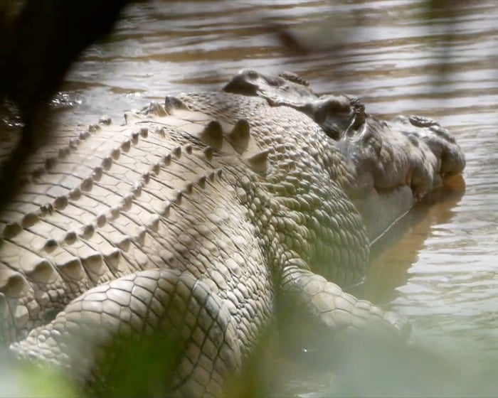 Crocodile made famous by Steve Irwin ‘wrongfully arrested’ and should be returned to wild, traditional owners say