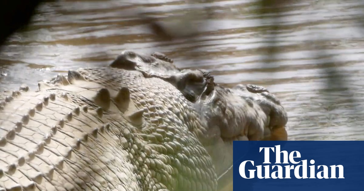 The fight to free Old Faithful, the majestic, wild crocodile' made famous by Steve Irwin: His place is back in the river'