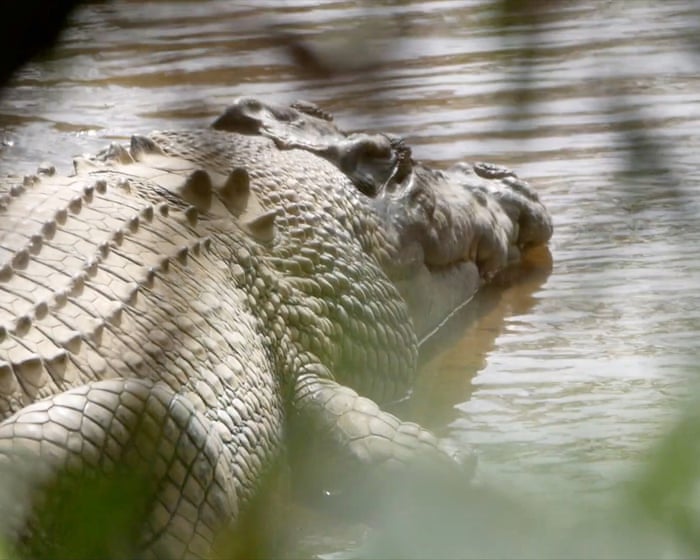 The fight to free Old Faithful, the ‘majestic, wild crocodile’ made famous by Steve Irwin: ‘His place is back in the river’
