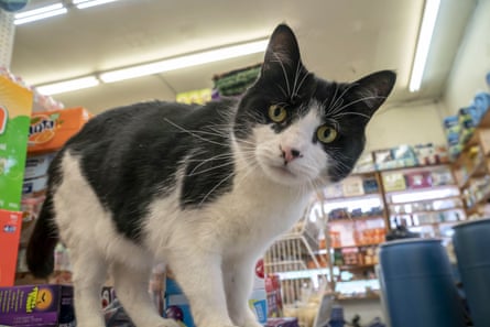 a cat in a store