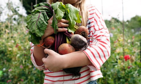 Working on an allotment<br>Girl holding bunch of freshly picked beetroot on her allotment.