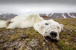 A male polar bear that starved to death as a consequence of climate change