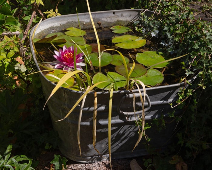 Forget water features – a tiny pond will bring wildlife to your garden