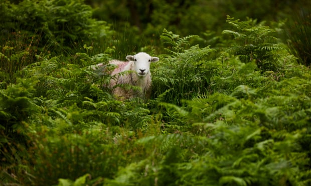 A sheep among bracken.