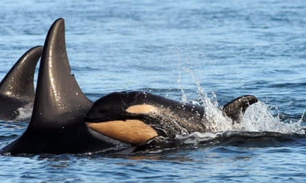 A new baby orca whale is seen swimming alongside an adult whale in the Haro Strait in Washington state.