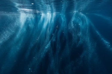 Penguins feed swim towards ocean surface