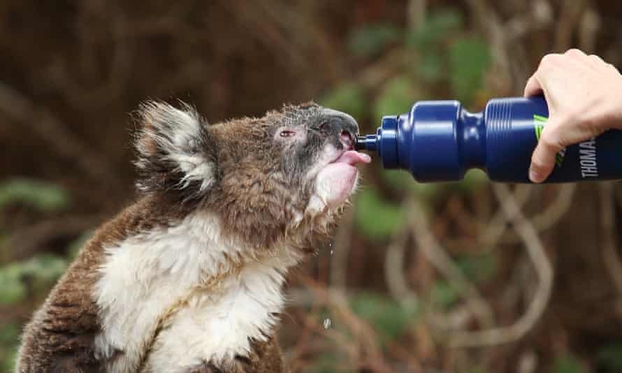 A resident gives a drink to a wild heat-stressed koala in her backyard on Saturday in Adelaide, Australia.