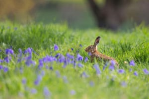 Uma lebre marrom selvagem descansa em um campo de campainhas enquanto o sol bate em Kidderminster, Reino Unido