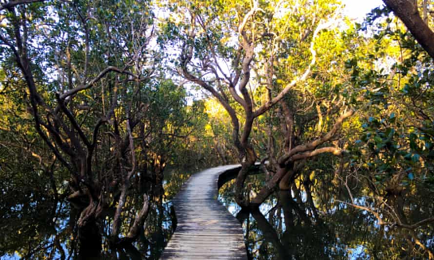 Daintree milli parkında ekoturizm yürüyüş yolu