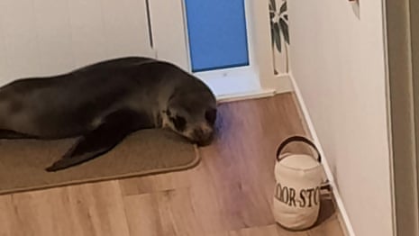 Cat® Seals, Cat