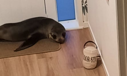 Seal pup that broke into an New Zealand home