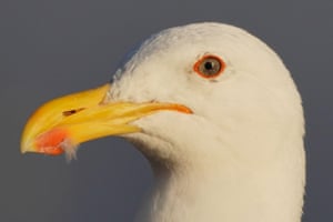 Uma gaivota olha do cais em Tongoy, Chile.