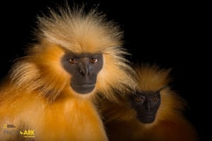A pair of endangered Gee’s golden langurs