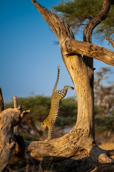A leopard appears to do a handstand on a tree branch in Samburu national reserve, Kenya