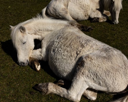 Two ponies snooze on the grass