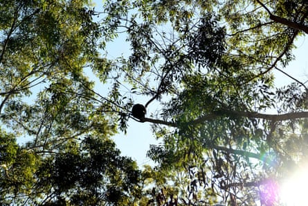 A koala sits in the canopy of the hospital gardens