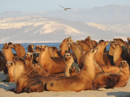 Sea lions on San Miguel Island, California.