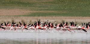 Sel Kapan Lake, TurkeyFlamingos land in the Golbasi district of Ankara which also attracts many other species of migratory birds