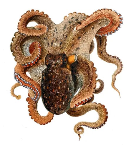 An image by the 19th-century Italian naturalist Giuseppe Jatta of Octopus vulgaris, the common octopus. This was one of Marion Nixon’s favourite images of the octopus