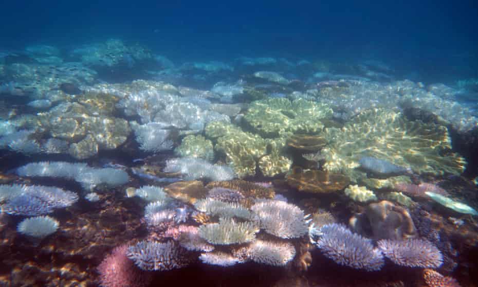 bleached coral on the barrier reef