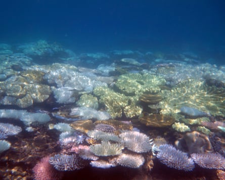 Shallow bleached coral reef, Great Barrier Reef.