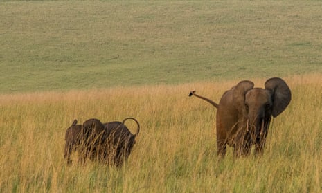 Two forest elephants cross a patch of savannah