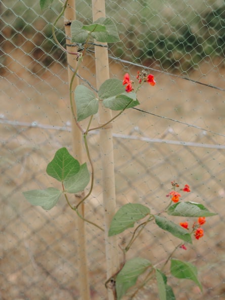 red flowers on a vine near a backyard fence