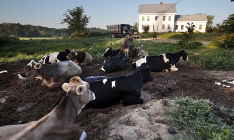 Dairy cows rest outside the home of Fred and Laura Stone at Stoneridge Farm in Arundel, Maine, in August 2019. The farm has been forced to shut down after sludge spread on the land was linked to high levels of PFAS in the milk.
