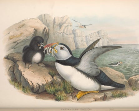 Illustration of a puffin on a cliff above a cove