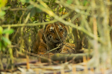 A tiger lying down, looking at the camera through grassy undergrowth