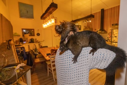 Maurice the pet possum. ‘He’s got really, really cold feet, and he puts them all over your head.’