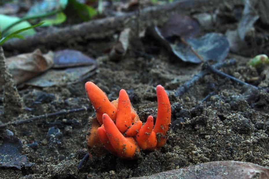 Poison Fire Coral is one of world’s deadliest fungi