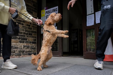Cavapoo Flynn waits for his owners to vote at St Luke’s church in Orrell on June 18, 2026 in Wigan, England.