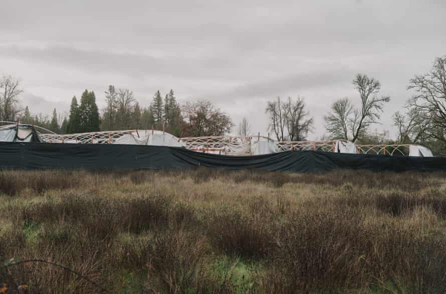 View of marijuana grow homes